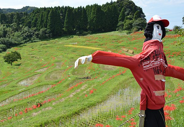 東京から一番近い棚田 「大山千枚田」のオーナーになり、企業米を収穫！