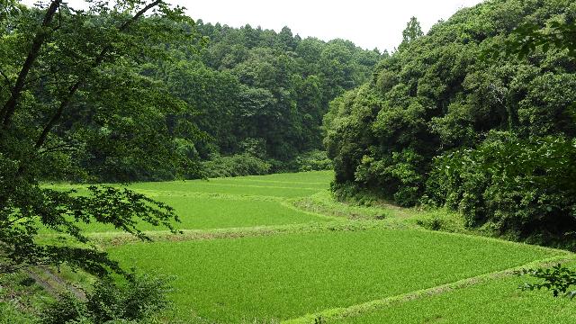 【千葉県匝瑳（そうさ）市】新規就農を目指す地域おこし協⼒隊を募集します！